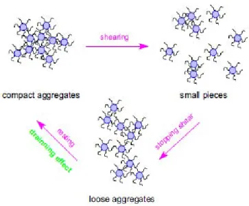 Figure I-14: State of gum arabic molecules with and without shear (from Li et al., 2009) [44] 