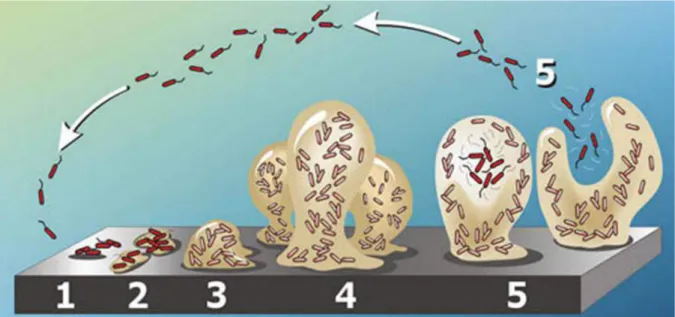 Figure 1 : Différents stades de formation du biofilm. (1) adhésion réversible, (2) adhésion irréversible  et croissance des colonies, (3) croissance du biofilm et synthèse des EPS, (4) maturation et structuration  du biofilm, (5) dissémination