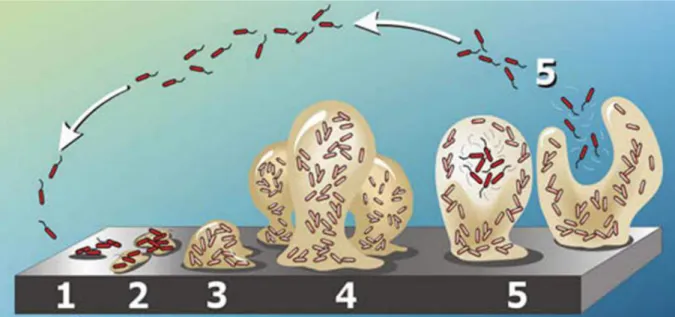 Figure 1 : Différents stades de formation du biofilm. (1) adhésion réversible, (2) adhésion irréversible  et croissance des colonies, (3) croissance du biofilm et synthèse des EPS, (4) maturation et structuration  du biofilm, (5) dissémination
