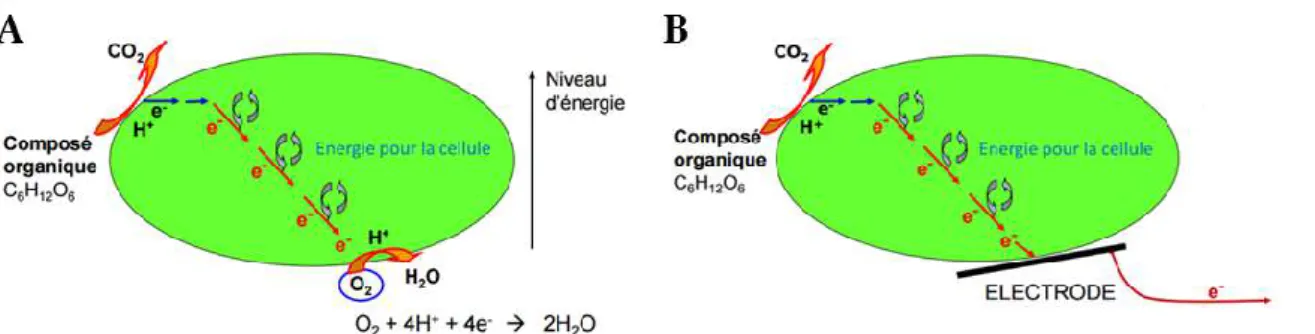 Figure 6: Schéma du couplage entre métabolisme bactérien et transfert d'électrons à l'anode (D’après  Bergel, 2012) 
