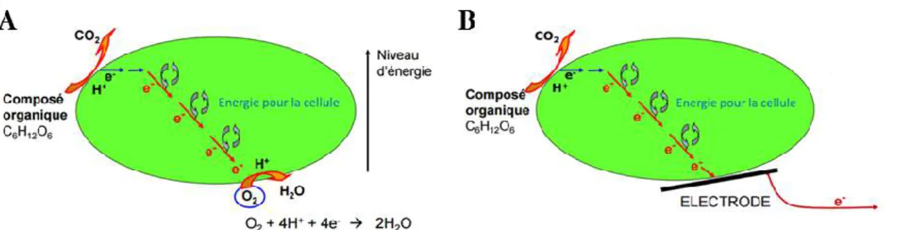 Figure 6: Schéma du couplage entre métabolisme bactérien et transfert d'électrons à l'anode (D’après  Bergel, 2012) 