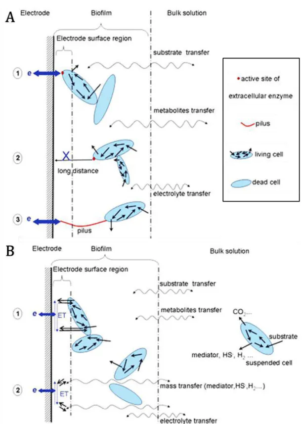 Figure 8 : Schéma récapitulatif des différents transferts d'électrons micro-organisme/anode