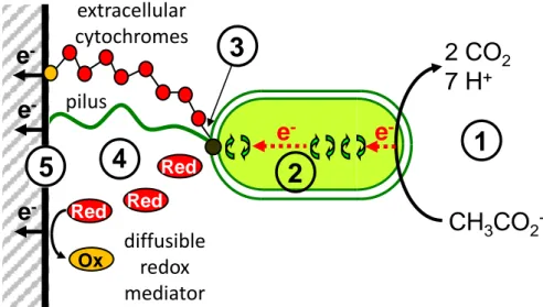 Figure 1: Scheme of electron transfer mechanism through an electroactive anodic biofilm, adapted from  (Strycharz et al., 2011)