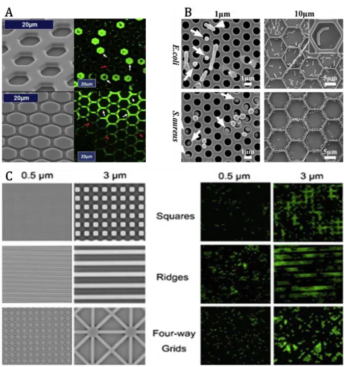 Figure  2 :  SEM  and  Epifluorescence  microscopy  of  various  patterned  surfaces  and  their  microbial  colonization