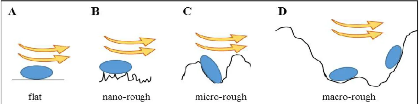 Figure 3: Impact of contact surface and shear forces on bacterial adhesion depending on the surface  roughness  scale