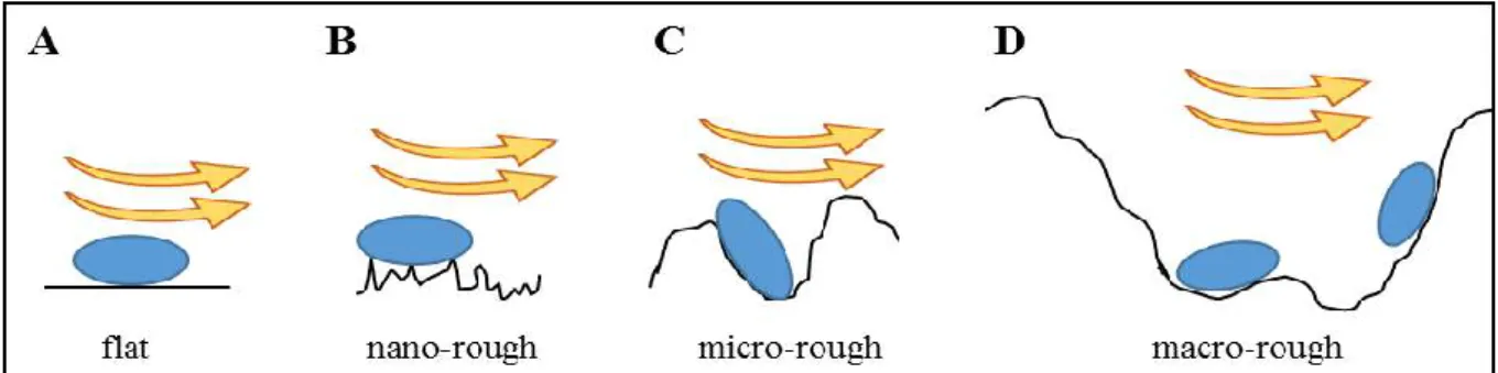 Figure 3: Impact of contact surface and shear forces on bacterial adhesion depending on the surface  roughness  scale