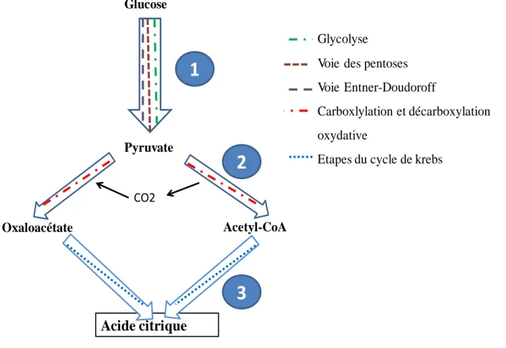 Figure 3 : Synthèse de l’acide citrique du point de vue biochimique et métabolique   Source :  Morgant, 1988 modifiée 