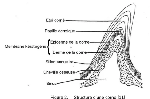 Figure 2.  Structure d’une corne [11] 