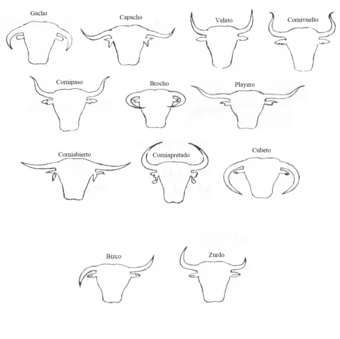 Figure 3.  Schémas de différentes morphologies de cornes [14] 