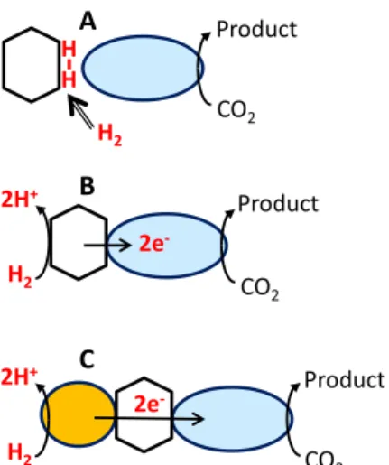 Fig. 10. Scheme of possible pathways to explain the iron-microbial catalysis of CO 2 hydrogenation