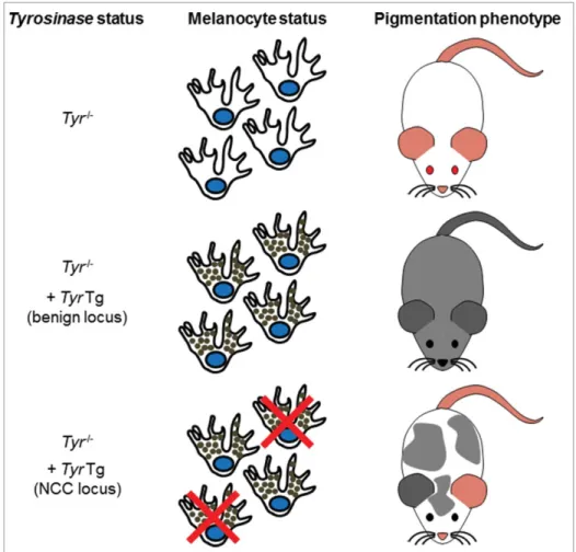 Figure 2. Overview of the mutant lines obtained via pigmentation-based forward genetic screening