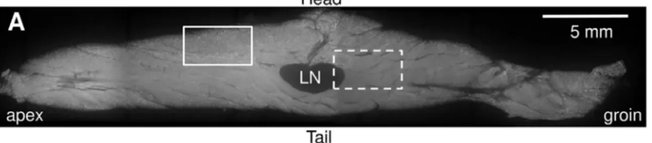 Figure 1.2 – Image 2D par imagerie confocale du tissu adipeux inguinal entier de souris