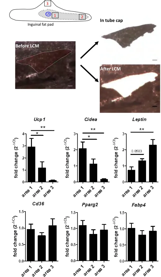 Figure 5  Dichamp J. et al. 