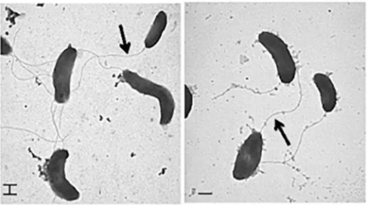 Fig. 13. Plasmodium falciparum (Walker et al., 2018 )
