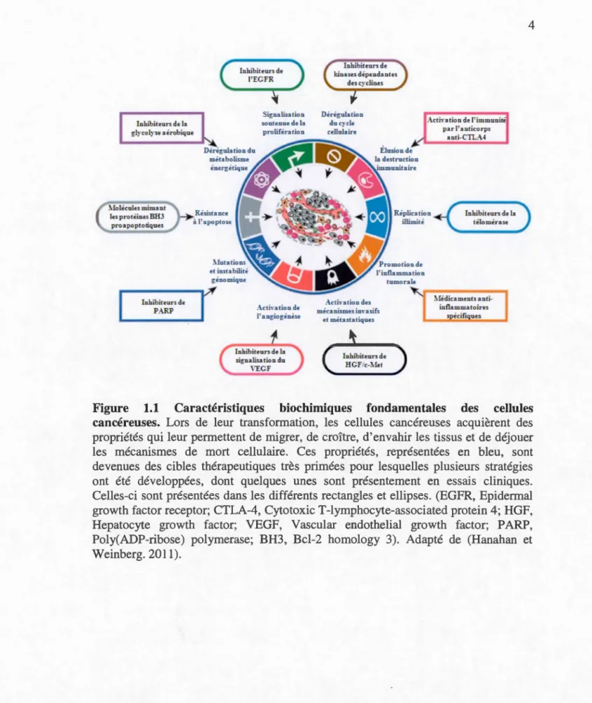 Figure  1.1  Caractéristiques  biochimiques  fondamentales  des  cellules  cancéreuses