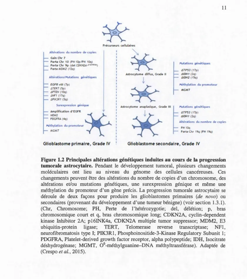 Figure 1.2  Principales altérations génétiques  induites au cours de la progression  tumorale  astrocytaire