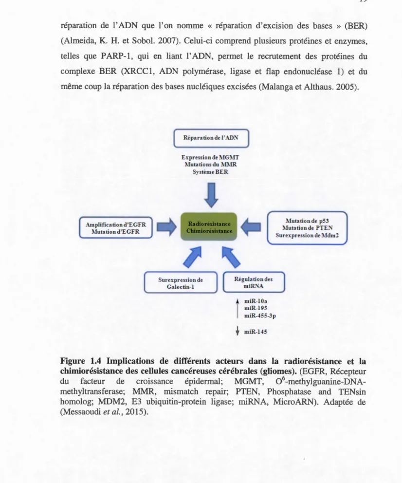 Figure  1.4  Implications  de  différents  acteurs  dans  la  radiorésistance  et  la  chimiorésistance des  cellules cancéreuses cérébrales  (gliomes)