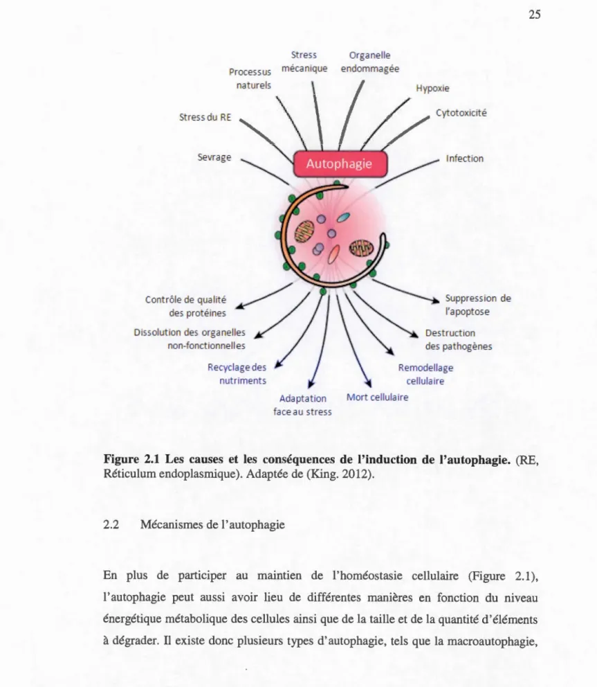 Figure  2.1  Les  causes  et  les  conséquences  de  l'induction  de  l'autophagie.  ( R E,  R é ti c ulu m e nd o pl as miqu e)