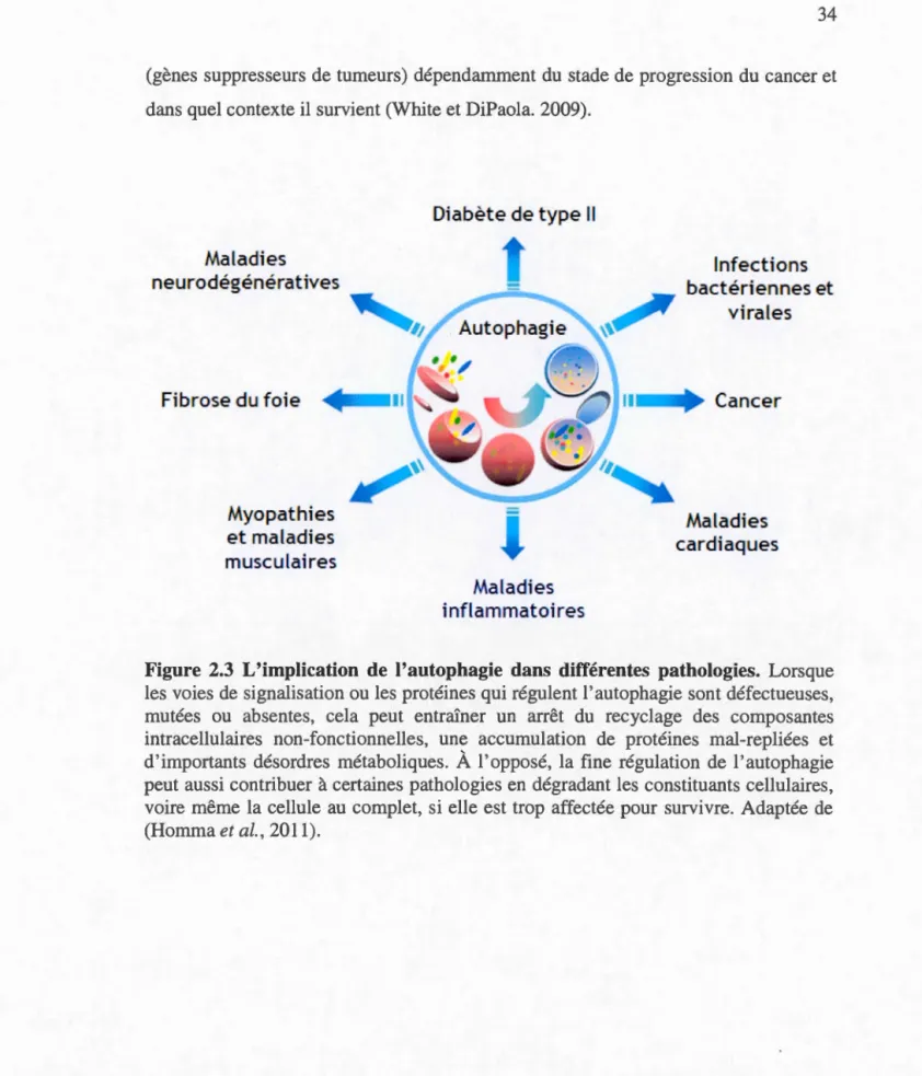 Figure  2.3  L'implication  de  l'autophagie  dan s  différentes  pathologies.  L o r s qu e 