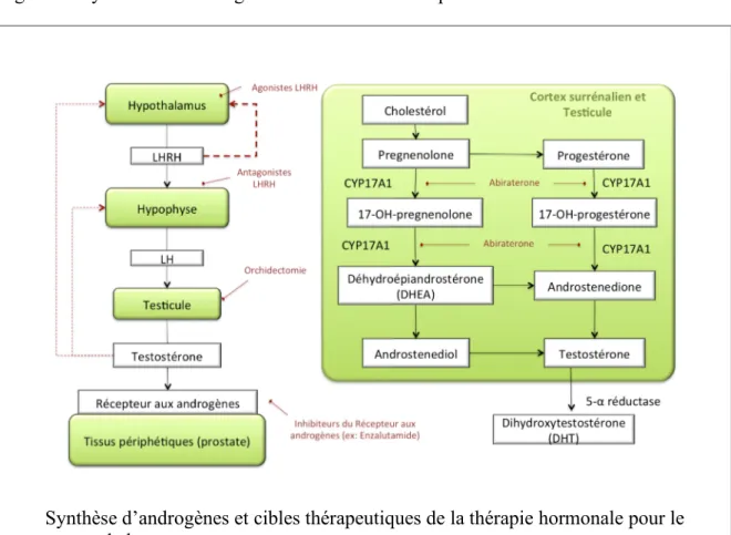 Figure 7 : Synthèse des androgènes et cibles de la thérapie hormonale 