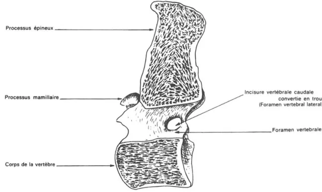 Figure 1 : Structure d’une ve rtèb re  (T10 du cheval), coupe médiane (d’après Barone, 1989 ) 