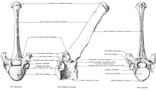 Figure 2 : Vue crâniale et caudale de la troisième vertèbre lombaire de cheval (d'après Barone, 1989) 