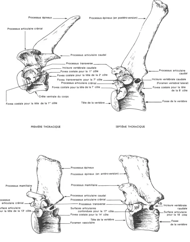 Figure 4 : Vertèbres thoraciques de cheval (d’après Barone, 1989)