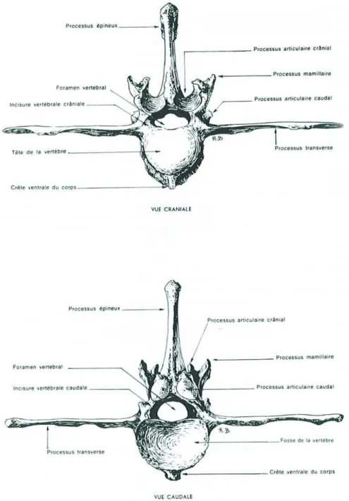 Figure 5 : Vues caudales et crâniales de la troisième vertèbre lombaire de cheval (d’après Barone, 1989)