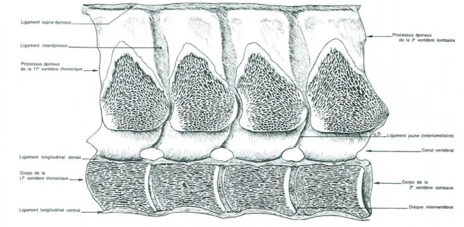 Figure 6 : Coupe sagittale gauche de T17 à L2 d’un cheval (daprès Barone, 1989)   