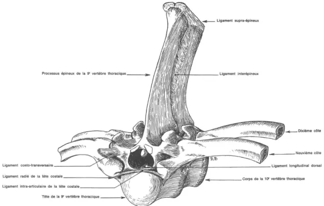 Figure 7: Articulation costo-vertébrale d’un cheval (D’après Barone, 1989)