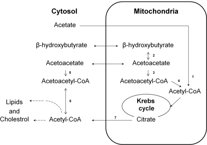 Figure 1 - Schematic representation of the metabolic pathways of acetate, beta-hydroxybutyrate  and acetoacetate in the heart