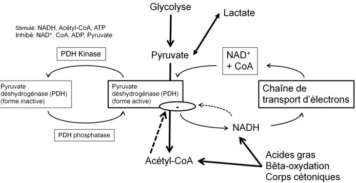 Figure  1.6  –  Voie  de  la  régulation  de  l’oxydation  du  glucose  par  les  cellules  myocardiques