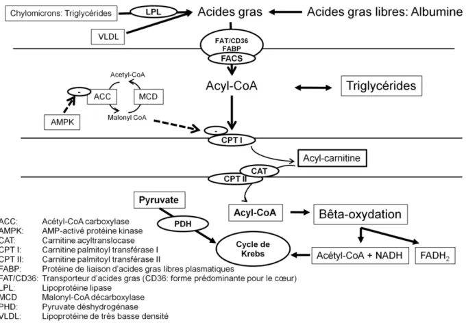 Figure 1.7 – Voie du métabolisme des acides gras par les cellules myocardiques. Adaptation de 