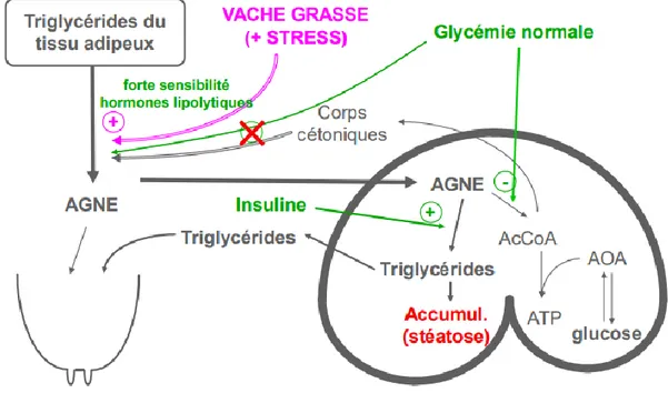 Figure 5:Mécanismes biochimiques de la cétose de type II (Enjalbert, 2017b) 