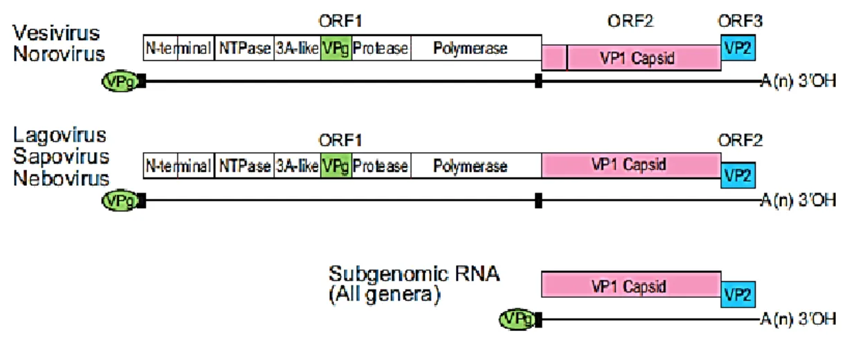 Figure 2 : Organisation génomique selon les différents genres de Caliciviridae. D’après (King 2012)