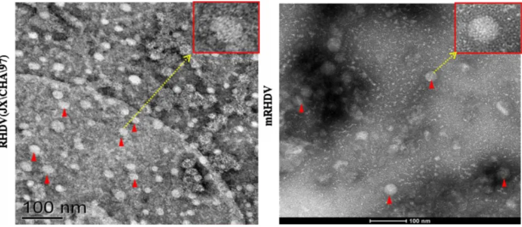 Figure  14 :  Visualisation  des  particules  virales  issues  de  culture  cellulaire  sur  RK-13  au  microscope  électronique  en  coloration  négative