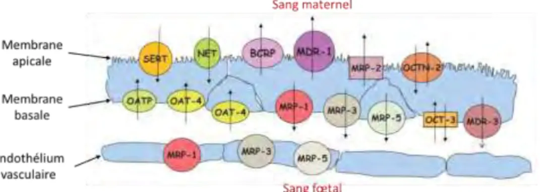 Figure 7 :  Localisation  des  principales  protéines  de  transport  exprimées  dans  le  placenta  humain  d’ap s [136]