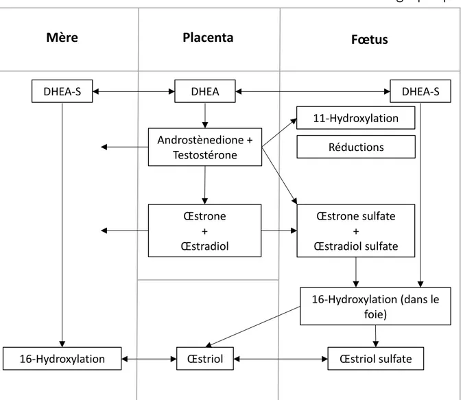 Figure 12 : Représentation schématique du métabolisme de la DHEA-S pa  l’u it  fœto-placentaire au  milieu de la gestation [149]