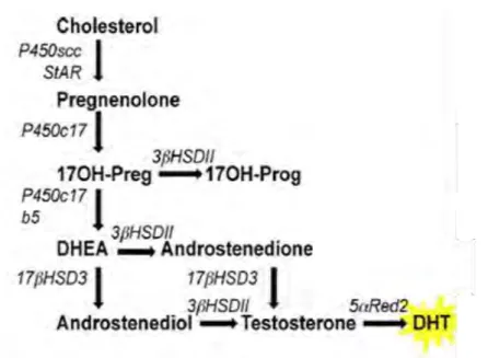 Figure 13 : Voie classique de biosynthèse de la testostérone  da s les testi ules fœtau , d’ap s [153]