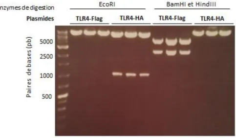 Figure  14 :  G el d’agarose pour la migration des protéines selon leur taille.  Les plasmides supposés 