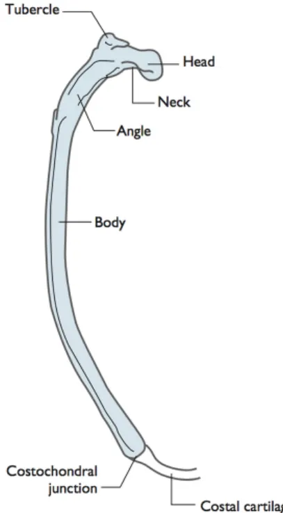 Figure 2 : Vue caudale d'une côte canine. D’après [2] 