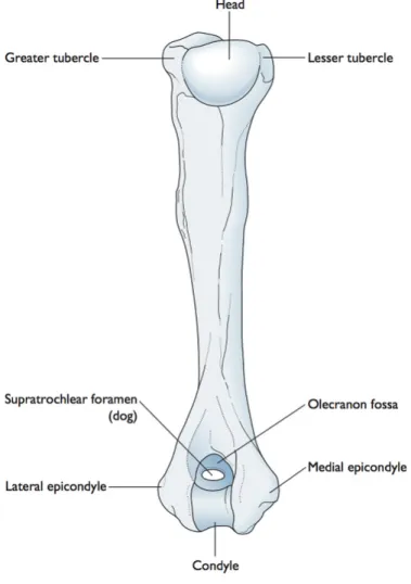 Figure 4 : Humérus de chien (vue caudale). D’après [2]