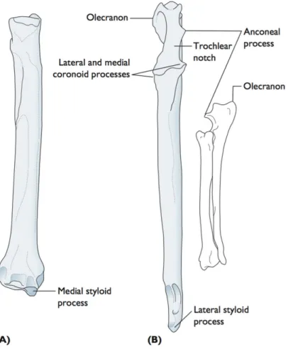 Figure 5 : Radius et Ulna de chien (A) Radius (vue crâniale). (B) Ulna (vue crâniale)