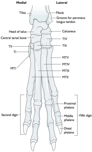 Figure 10 : Os du pied du chien (vue dorsale). D’après [2] 