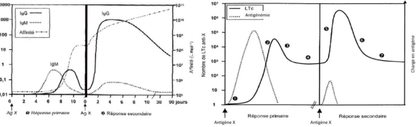Figure 3 : Cinétique de la réaction immunitaire adaptative à médiation humorale et à médiation 
