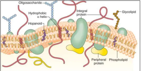 Figure 6- Schematic ultrastructure of cell wall composition [69].  1.4. Microalgae biochemical composition 