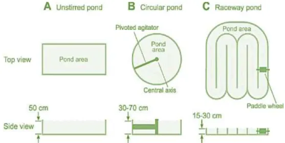Figure 14- Examples of different types of open pond systems. (A) Unstirred pond (B) Circular  pond (C) Raceway pond [93]