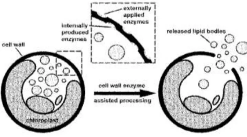 Figure 18- Disruption of cell walls using degrading enzymes for enhanced lipid recovery [128]