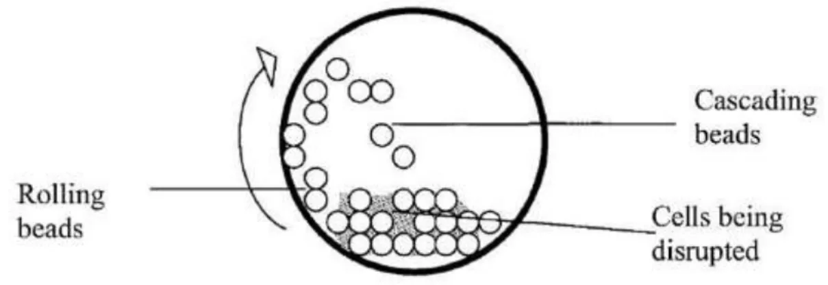 Figure 19- Cell disruption by Bead Milling [132]. 