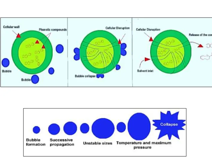 Figure  21-  Graphical  representation  of  cavitation-bubble  collapsing  and  releasing  inner  components in three steps (bubble and cell representation, breakdown of the cell wall and bubble  collapse,  finally  diffusion  of  the  solvent  through  th